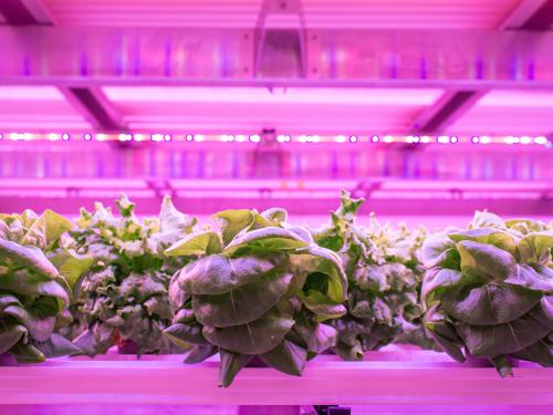 Netled Oy and Astwood Infrastructure collaborate to build Industrial scale vertical farms worldwide